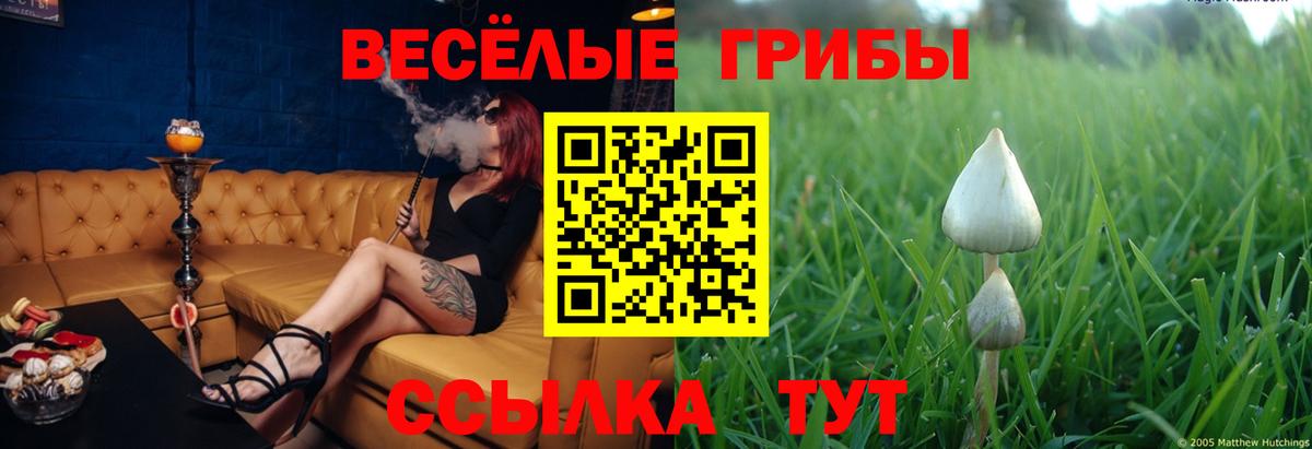 Галлюциногенные грибы Psilocybe Пугачёв